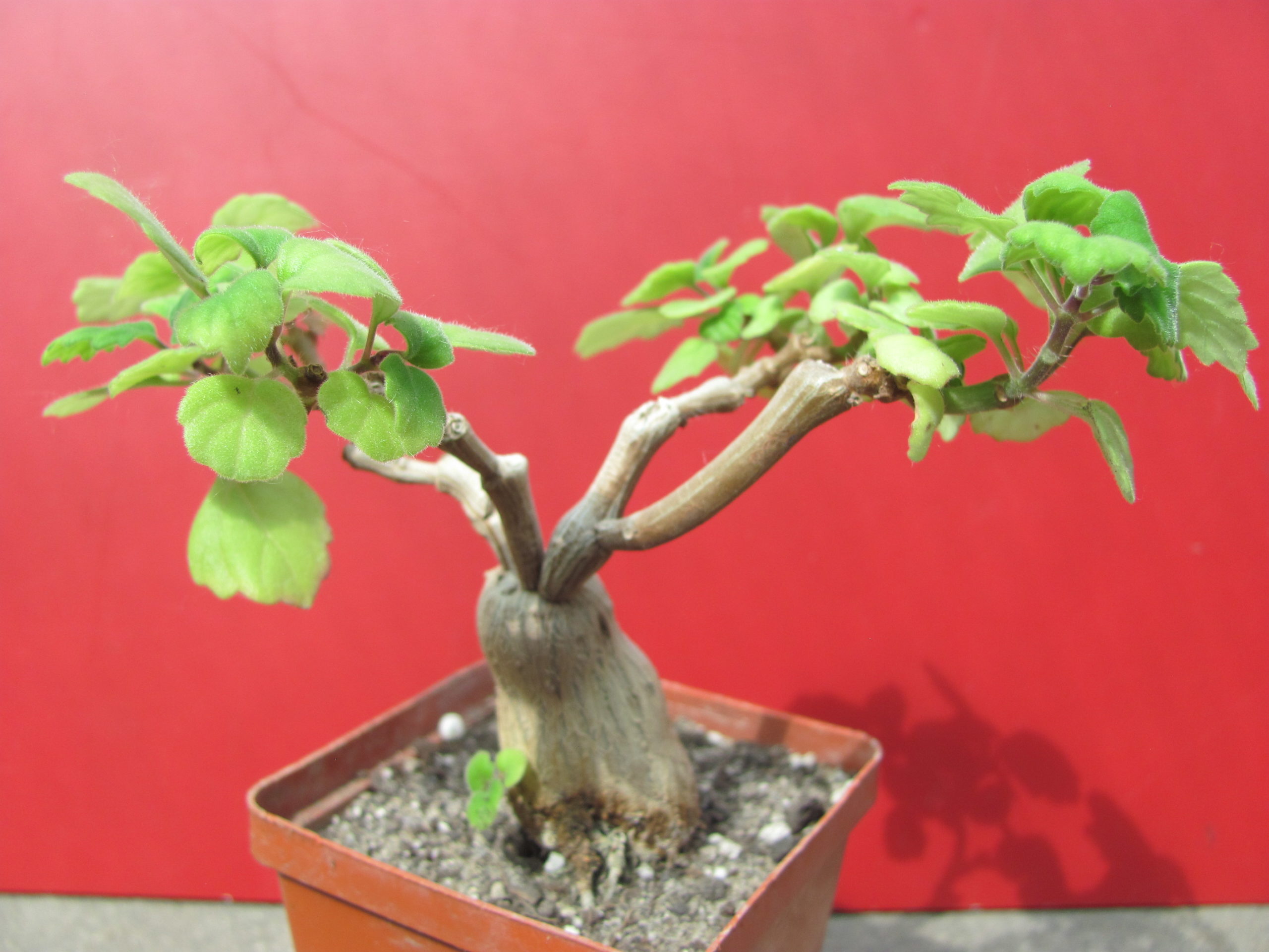 Plectranthus      ernstii