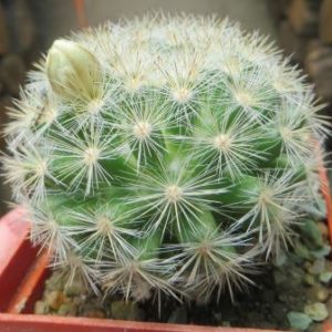 mammillaria candida