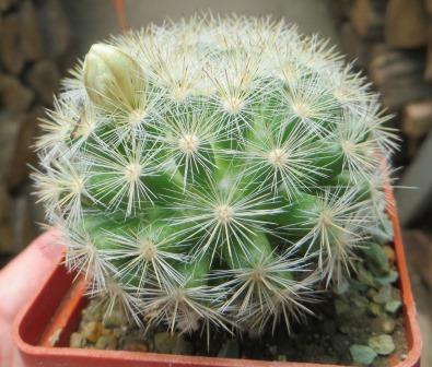 mammillaria candida