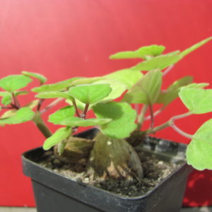 Plectranthus     ernstii