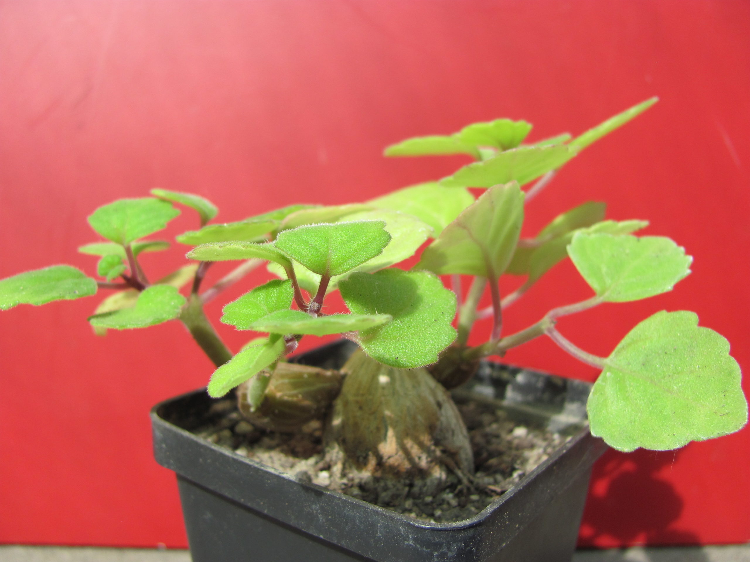 Plectranthus     ernstii
