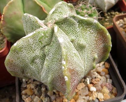 astrophytum myriostigma fukuryu