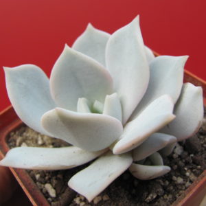 Echeveria   laui   hybr.