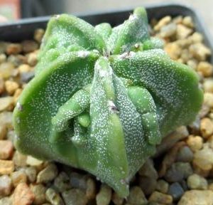 astrophytum fukuryu
