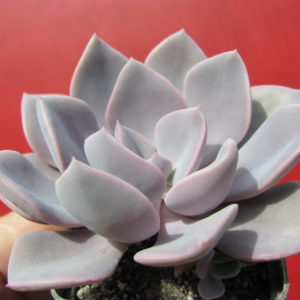 Echeveria     Debbie    Big