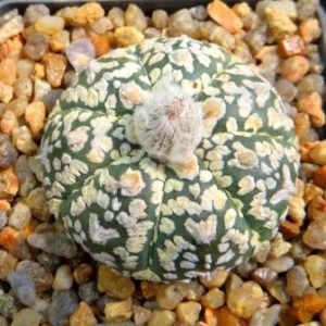 astrophytum super kabuto gold v typ