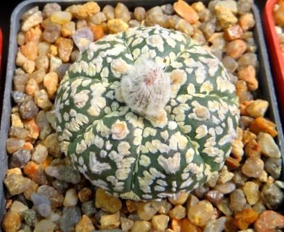astrophytum super kabuto gold v typ