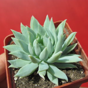 Dudleya     farinosa
