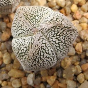 astrophytum onzuka tricostata v typ