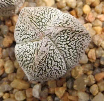 astrophytum onzuka tricostata v typ