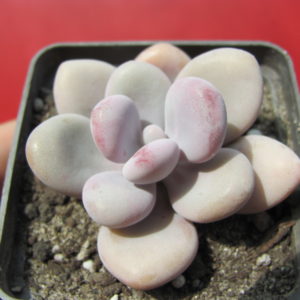 Pachyphytum     Pink