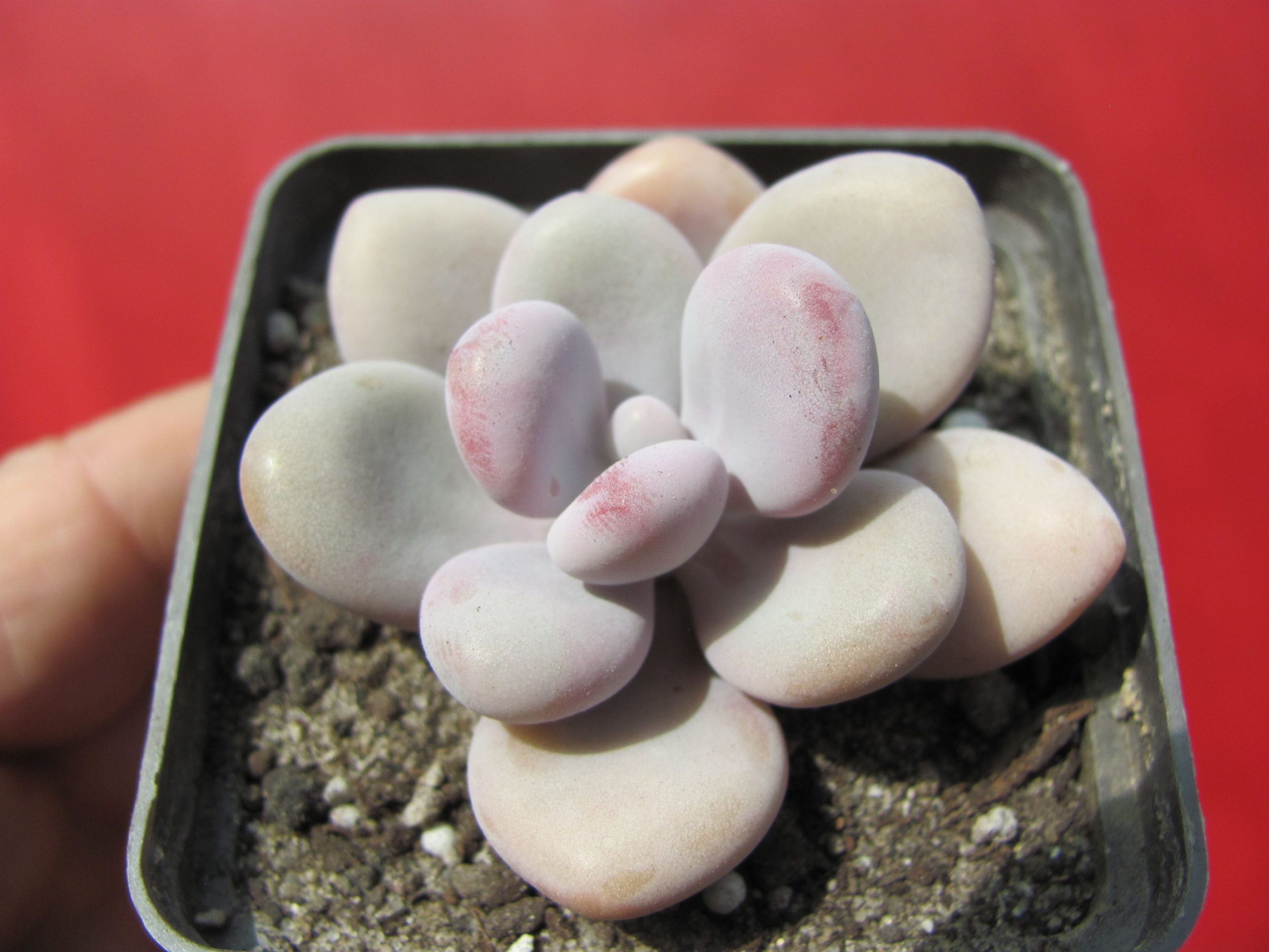 Pachyphytum     Pink