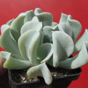 Echeveria      Tompsy   Turvy