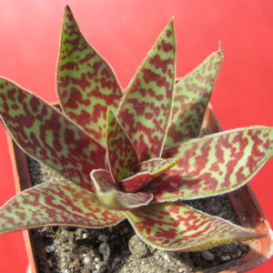 Crassula    alba