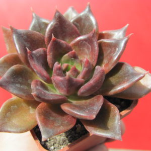 Echeveria   Alfred     Graf
