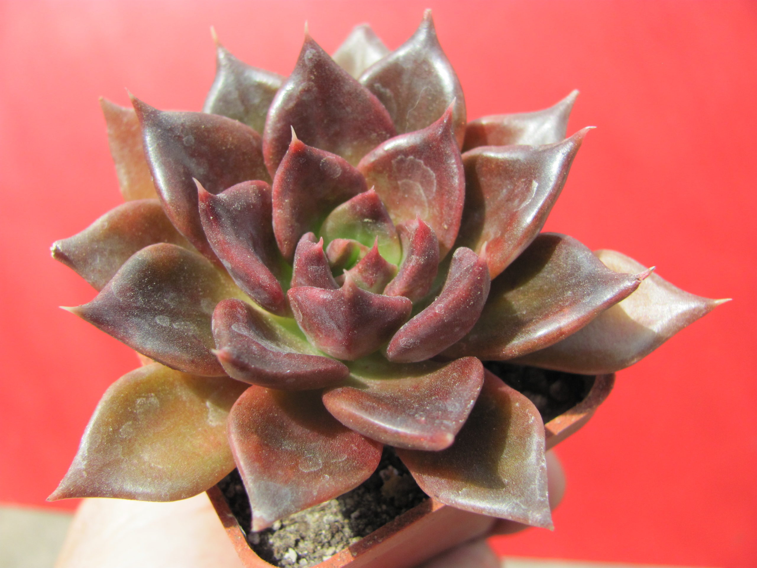 Echeveria Alfred Graf