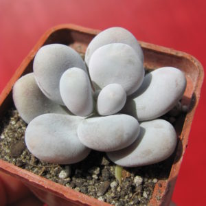 Pachyphytum    oviferum