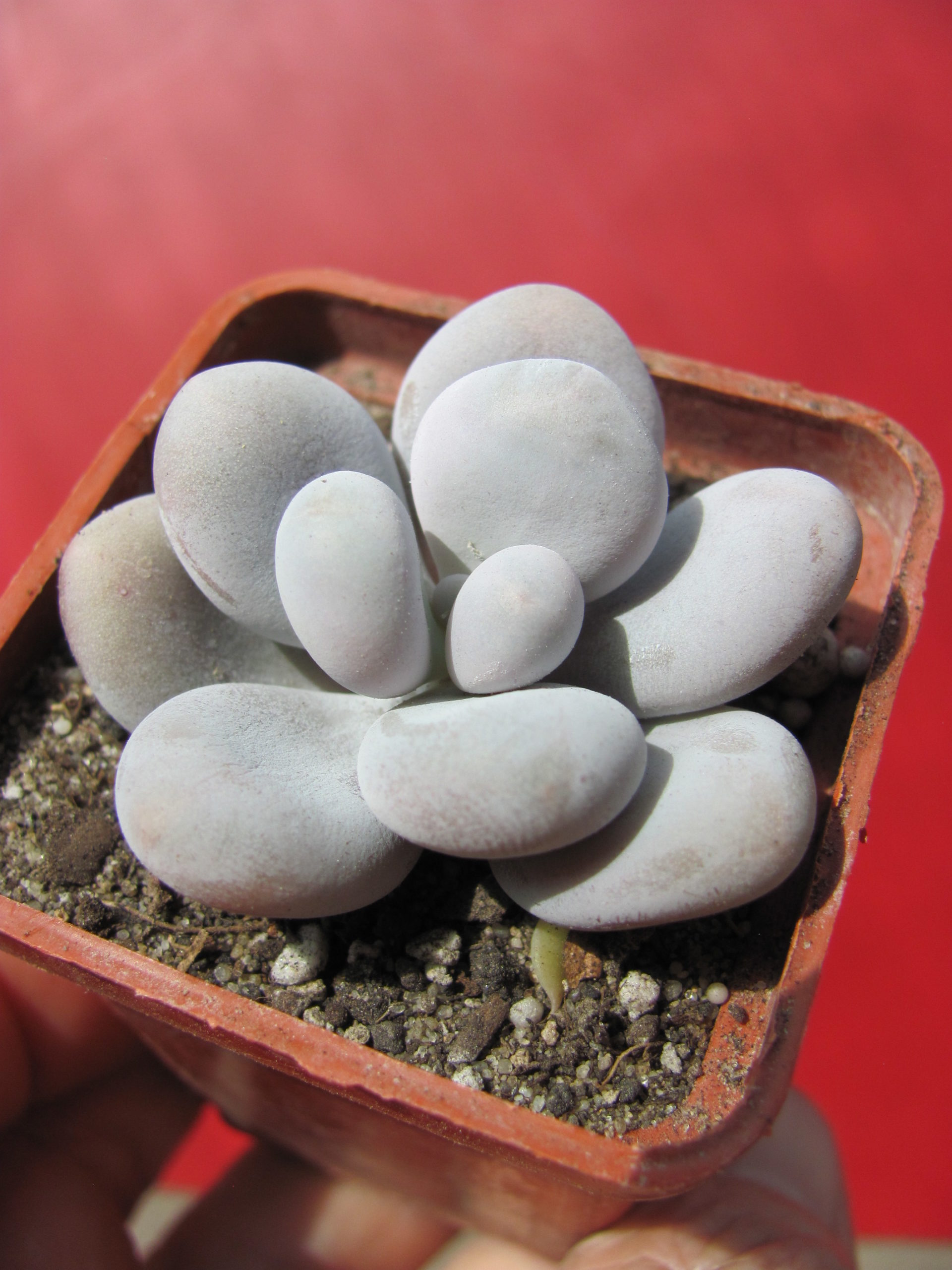 Pachyphytum    oviferum