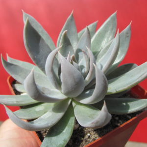 Echeveria      craigiana    Chihuahua