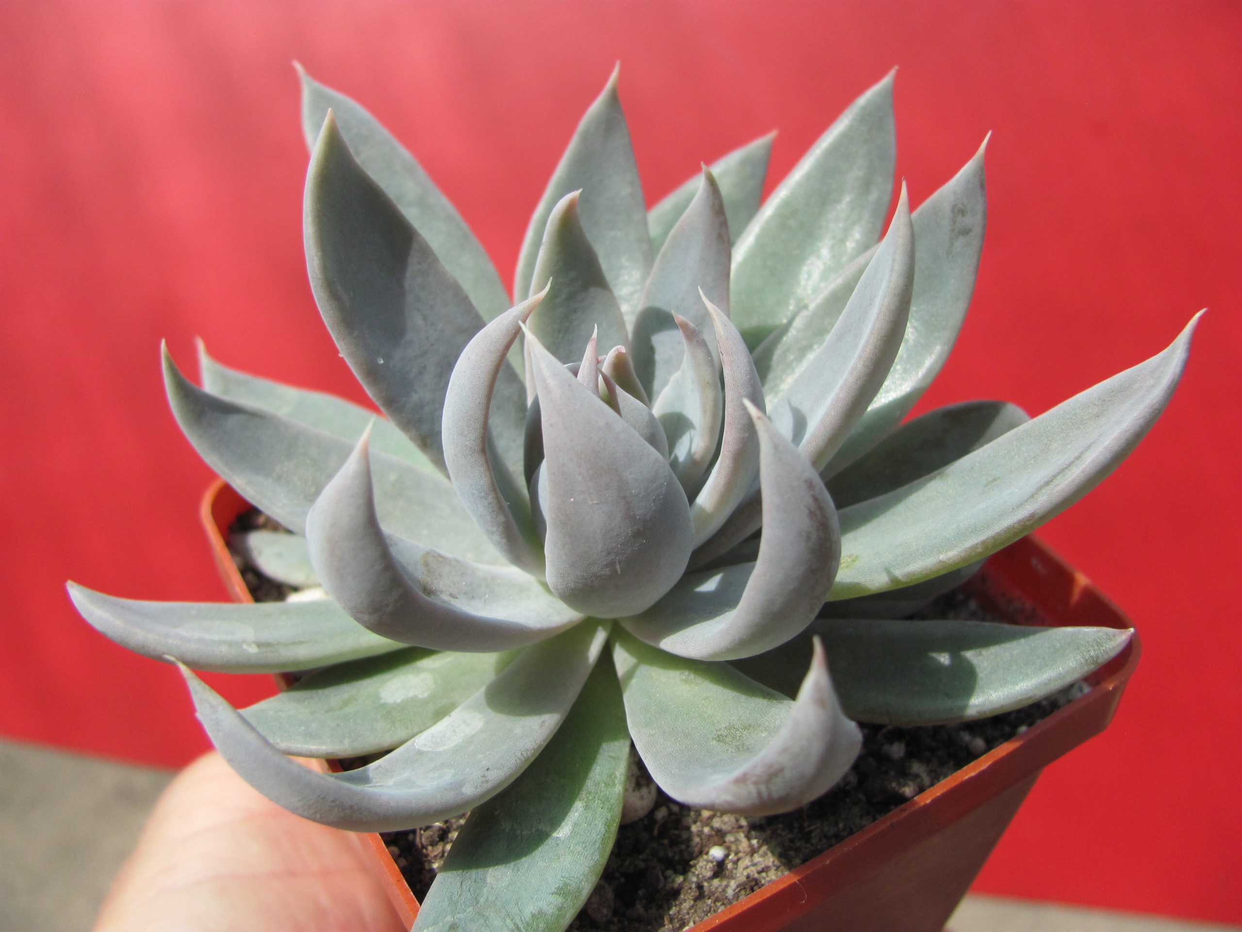 Echeveria craigiana Chihuahua