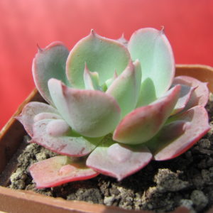 Echeveria    Raindrops