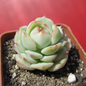 Echeveria    derenbergii