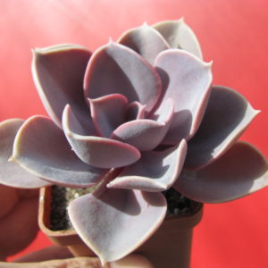 Echeveria     Purple   Pearl