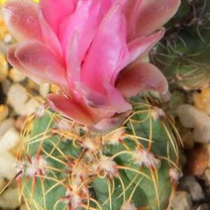 gymnocalycium baldianum hybrid