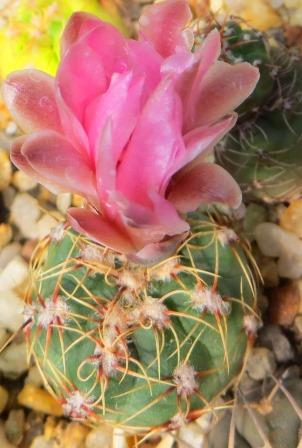 gymnocalycium baldianum hybrid