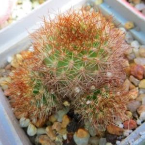 sulcorebutia menesesii