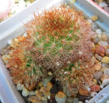 sulcorebutia menesesii