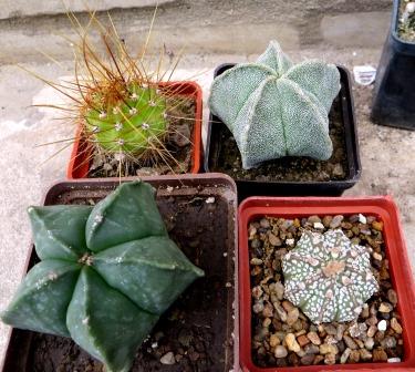 cactus mix 4 растения