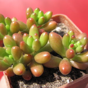 Sedum     rubrotinctum