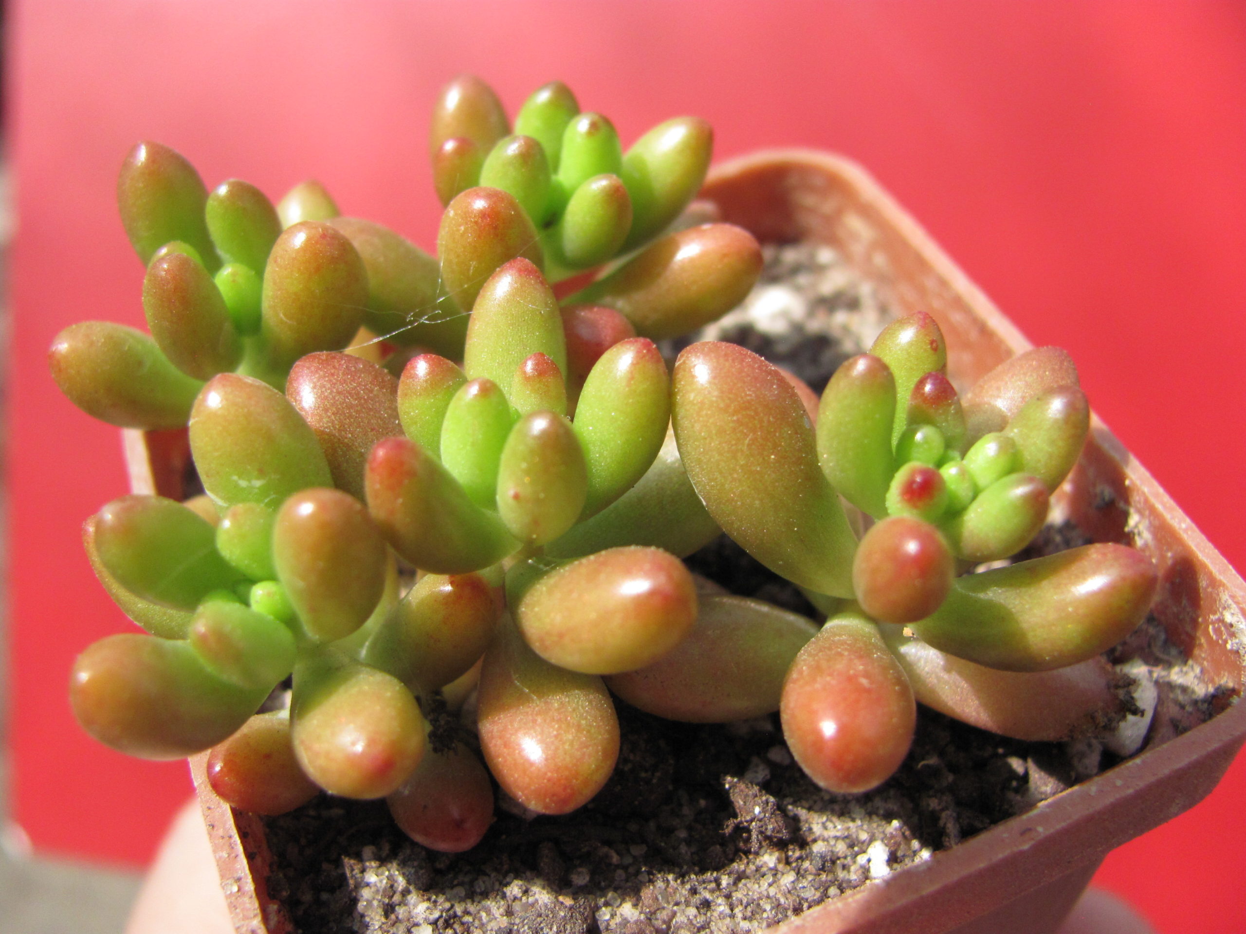 Sedum     rubrotinctum
