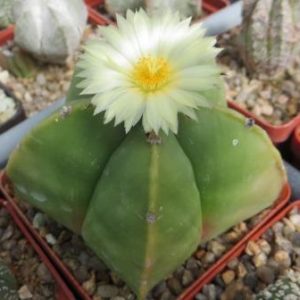 astrophytum myriostigma kikko