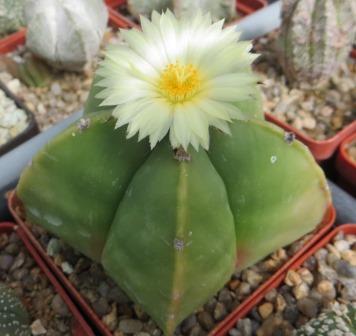astrophytum myriostigma kikko