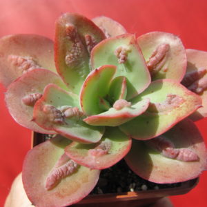 Echeveria      Baron    Bold