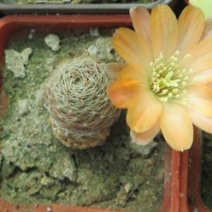 mediolobivia iscayachensis