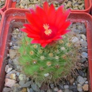 parodia penicillata nivosa