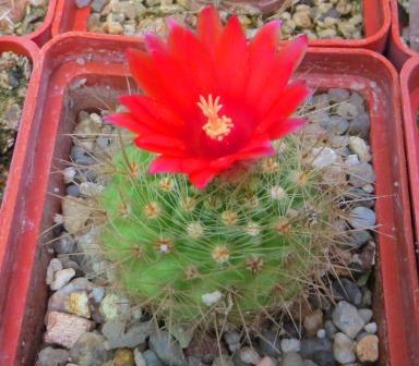 parodia penicillata nivosa