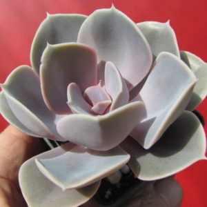 Echeveria    Perle   von   Nurnberg