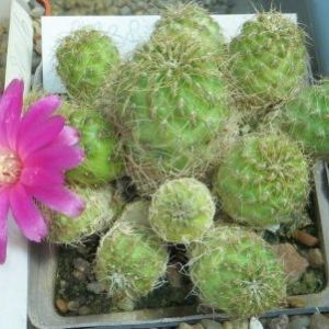 sulcorebutia VS 388