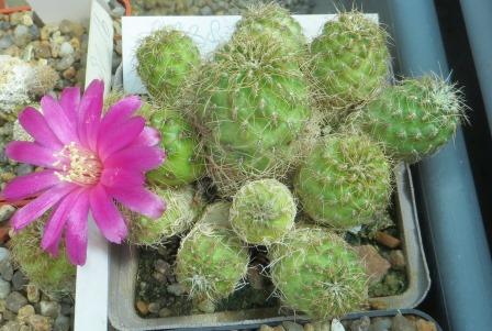 sulcorebutia VS 388