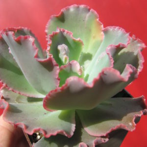 Echeveria     Wirginia   Lee