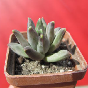 Pachyphytum   compactum   *Purple  Diamond*