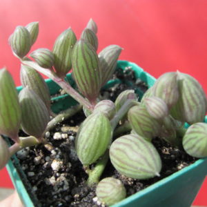 Senecio     herreianus