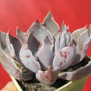 Echeveria    strictiflora    hybr.    F1