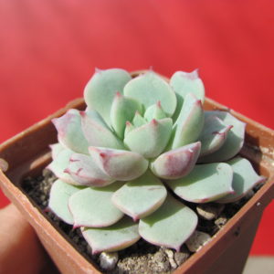 Echeveria     Panda  Face