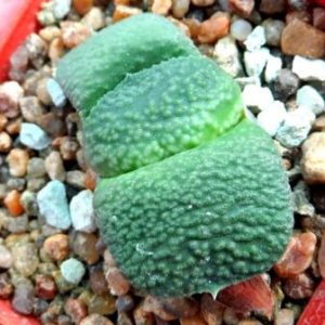 gasteria armstrongii Renni Wong