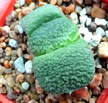 gasteria armstrongii Renni Wong